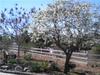 2332 Mira Sol, Vista CA 92084